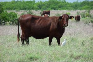 The King Ranch played a leading role in developing the Santa Gertrudis cattle line (Creative Commons license attribution: photo courtesy J. Stephen Conn)