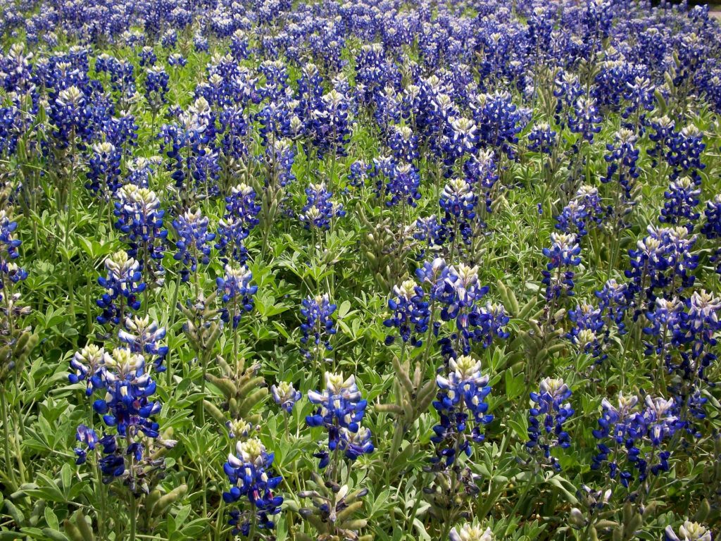 Texana Thursday: 4 Fun Facts about Texas Bluebonnets – George Slaughter