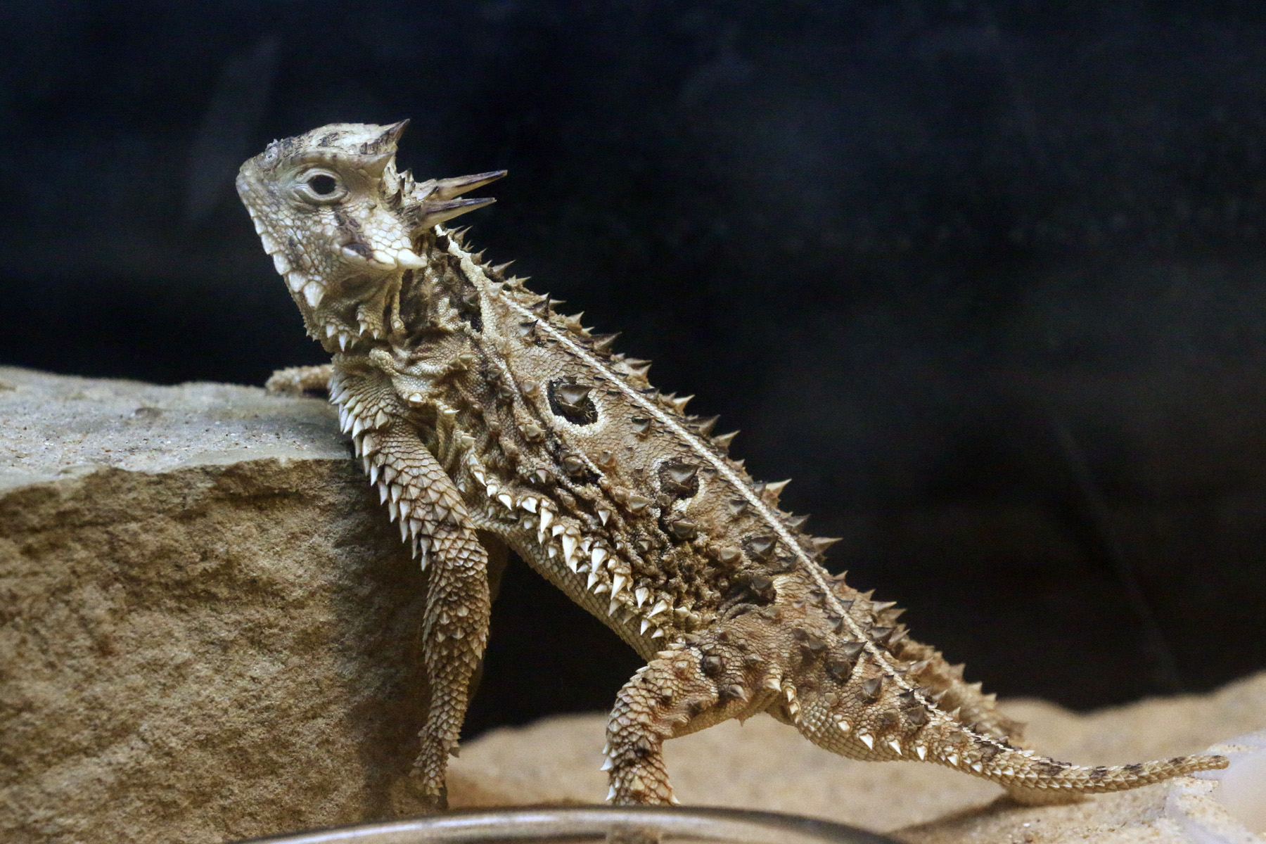 Types Of Horned Lizards In Texas